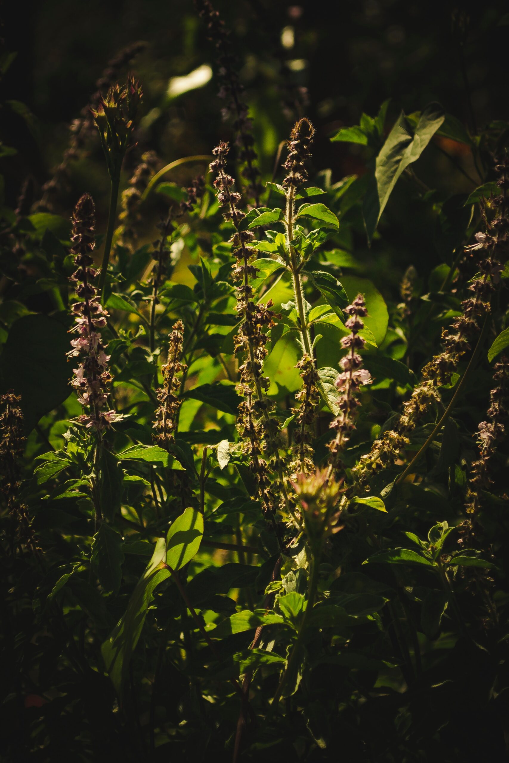 4 Best Benefits of Tulsi For Skin in Odia